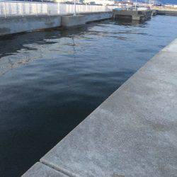 ねばりのチヌ２枚